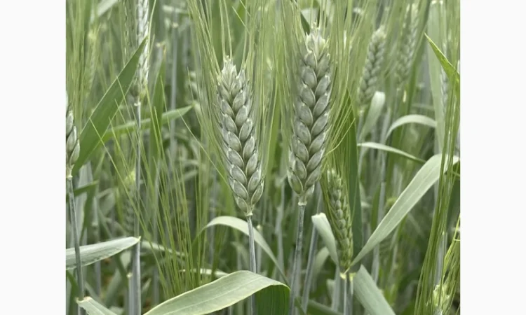 Насіння пшениці твердої Чадо на продаж - фото № 1