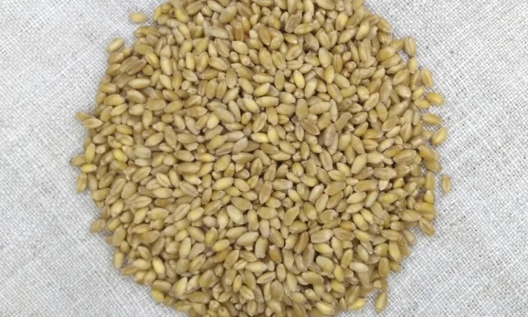 Насіння пшениці твердої Чадо на продаж - фото № 2