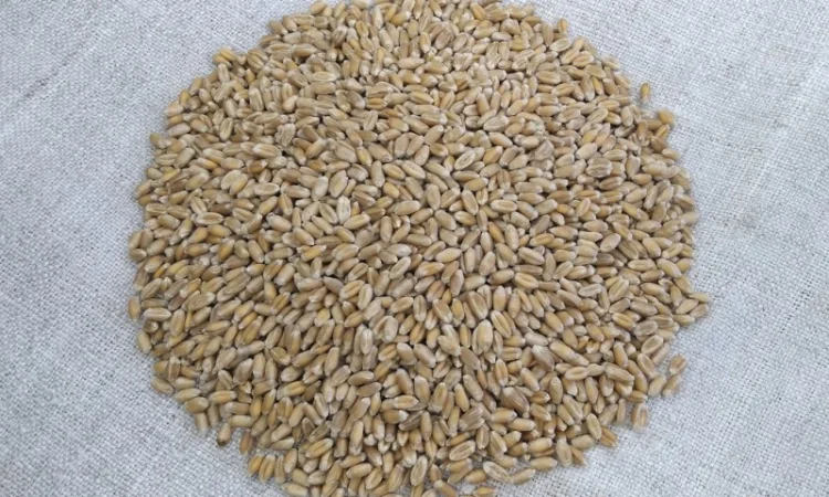 Насіння пшениці ярої МІП Злата, еліта - фото № 1