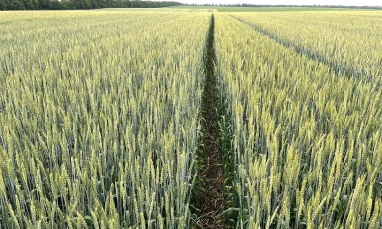 Насіння пшениці ярої МІП Злата, еліта - фото № 2