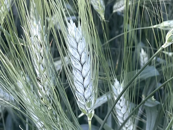 Продаж насіння пшениці твердої ярої Меіса - фото № 1