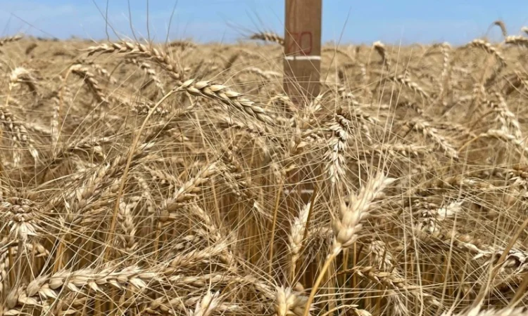 Насіння пшениці ярої МІП Візерунок, перша репродукція - фото № 3