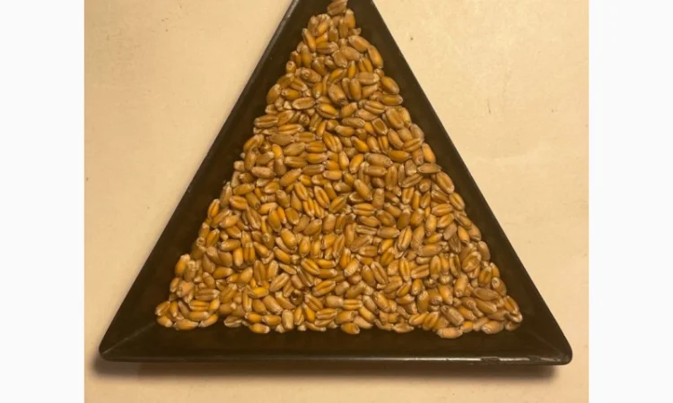 Насіння пшениці ярої МІП Візерунок, перша репродукція - фото № 4