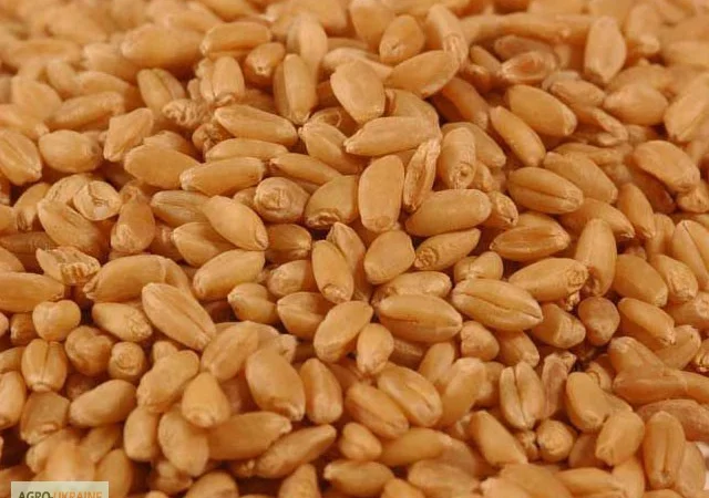 Закупівля пшениці та відходів на самовивіз - фото № 1