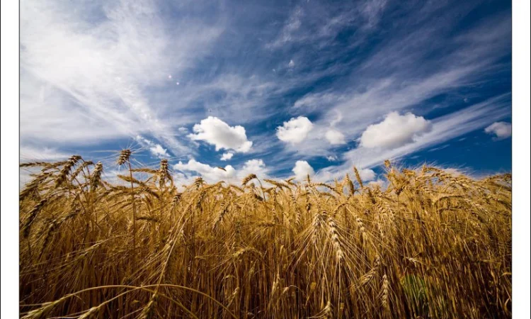 Покупка пшениці 1-4 класу - фото № 1