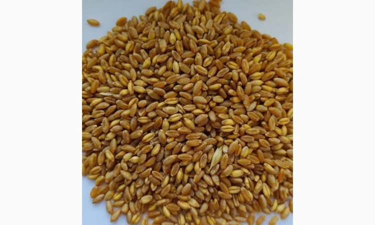 Пшениця тверда БГ Флексадур 2С - фото № 1