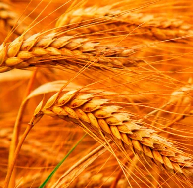 Продаж насіння озимої пшениці Шпалівка - фото № 1