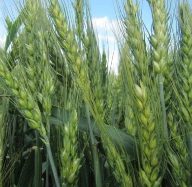 Насіння пшениці Шестопалівка для продажу - фото № 1