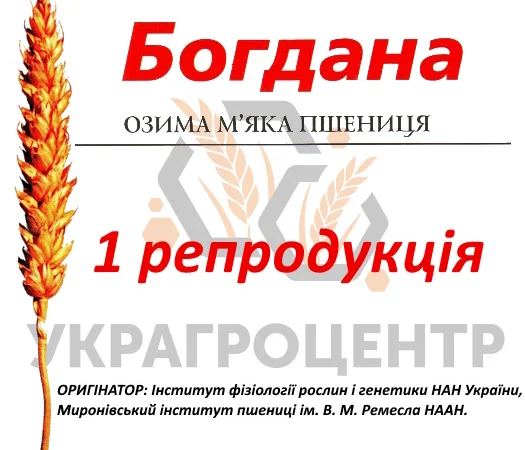Насіння озимої пшениці БОГДАНА 1 репродукція 2025 года - фото № 1