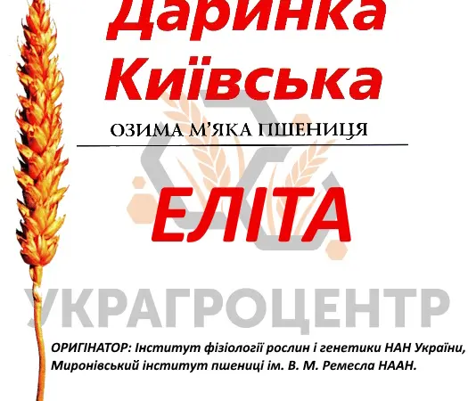 Насіння озимої пшениці ДАРИНКА КИЇВСЬКА еліта 2025 року - фото № 1