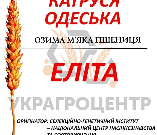 Семена озимой пшеницы Катруся Одесская элита 2025 года - фото № 1