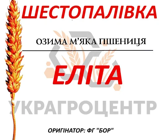 Продаж насіння озимої пшениці Шестопалівка Еліта 2025 року - фото № 1