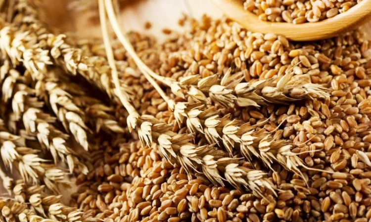 Пшеница фуражная 4 кл. в Кобеляках - фото № 1