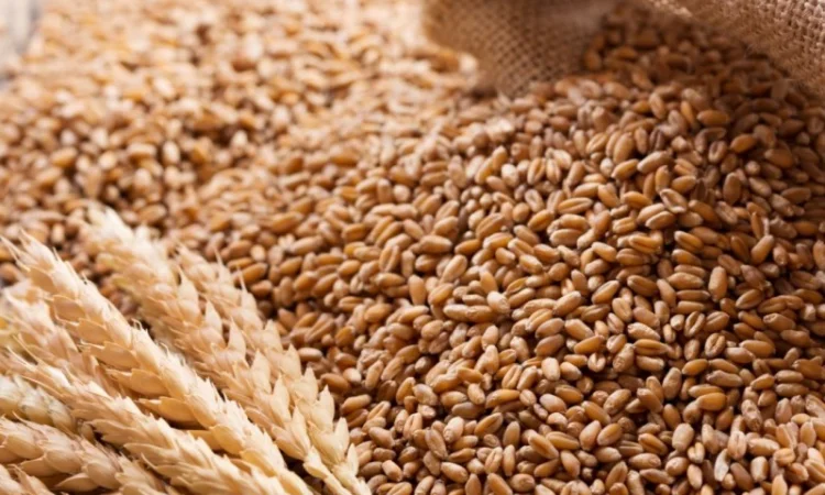 Пшеница 3 класса для закупки - фото № 1