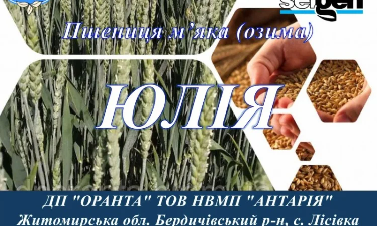 Продажа насіння озимої пшениці ЮЛІЯ - фото № 1