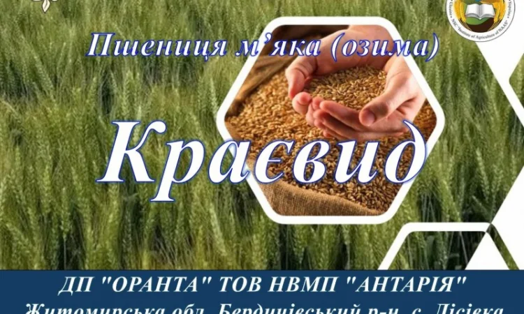 Насіння озимої пшениці Краєвид для продажу - фото № 1