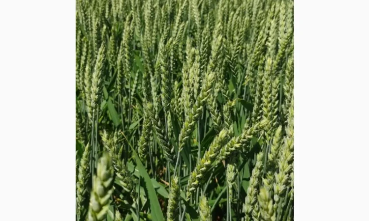 Продаю насіння пшениці Скаген - фото № 2