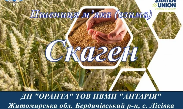 Продаю насіння пшениці Скаген - фото № 1