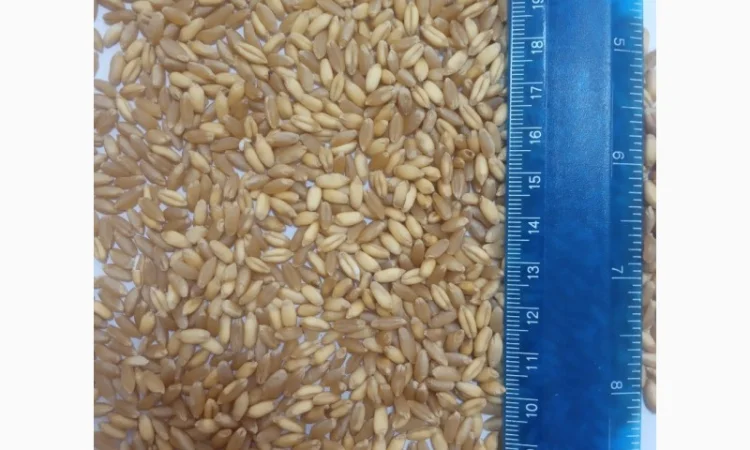 Продажа насіння пшениці твердої ярої - фото № 1