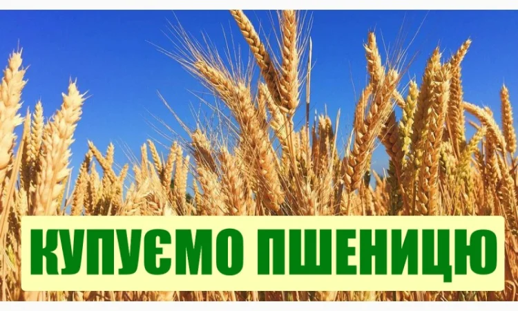 Покупка пшеницы 2 и 3 классов - фото № 2