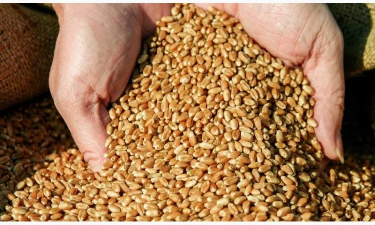 Продажа товарної пшениці 2 та 3 клас - фото № 1