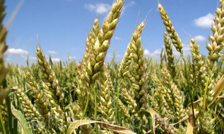 Продаж насіння озимої пшениці Подолянка - фото № 1