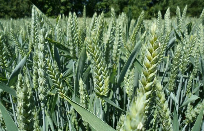 Продаж насіння озимої пшениці Леммі - фото № 1