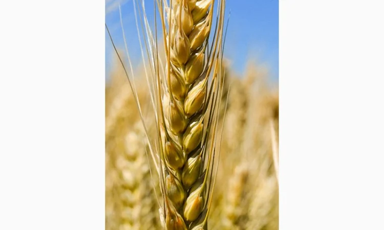 Насіння озимої пшениці Новосмуглянка (еліта/СН-1 репрод.) у Дніпрі - фото № 1