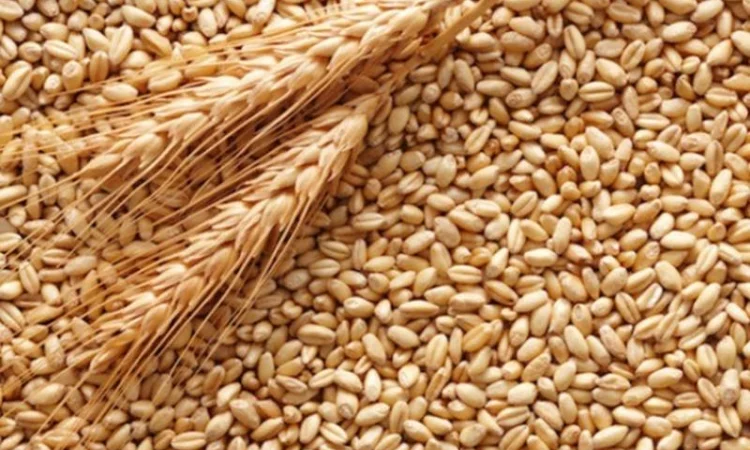 Продажа насіння озимої пшениці Мудрість Одеська - фото № 1