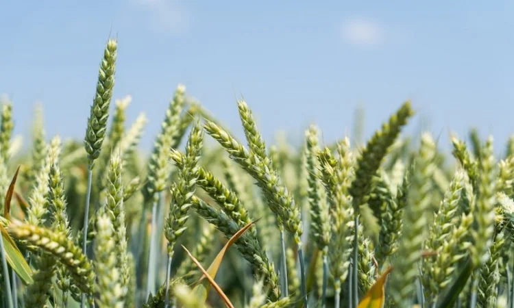 Продаж насіння озимої пшениці МІП ЮВІЛЕЙНА - фото № 1