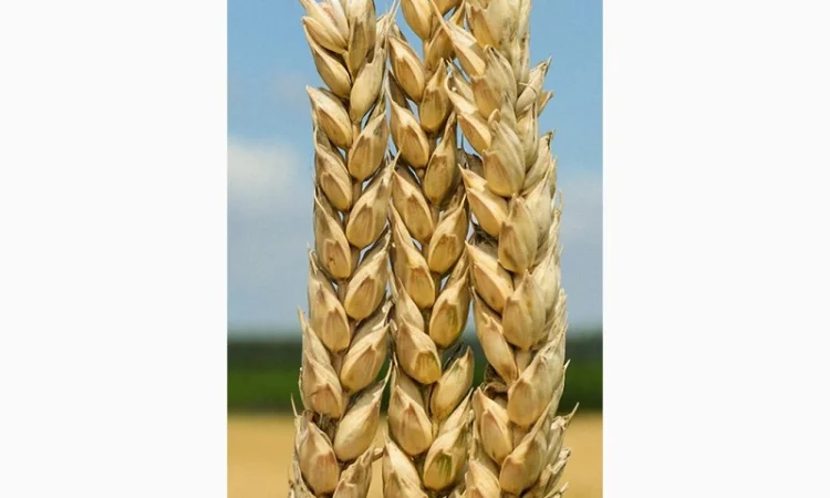 Продаж насіння озимої пшениці БОГДАНА - фото № 1