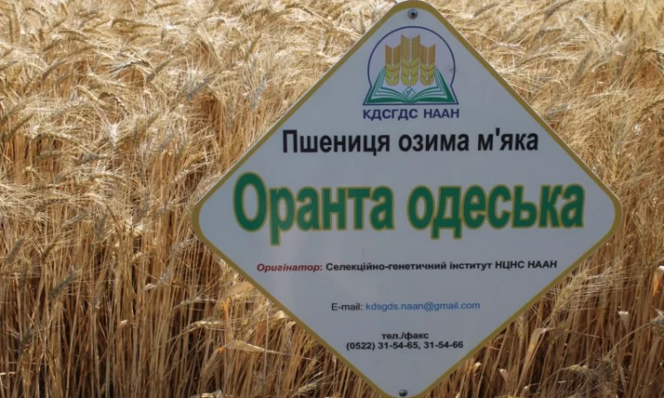 Насіння озимої пшениці Оранта Одеська (еліта) в Днепре - фото № 1
