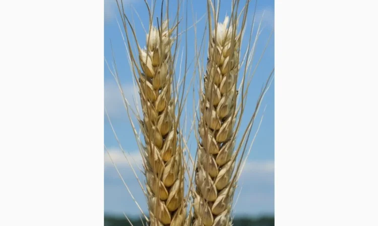 Насіння озимої пшениці Тайра (еліта) в Днепре - фото № 1