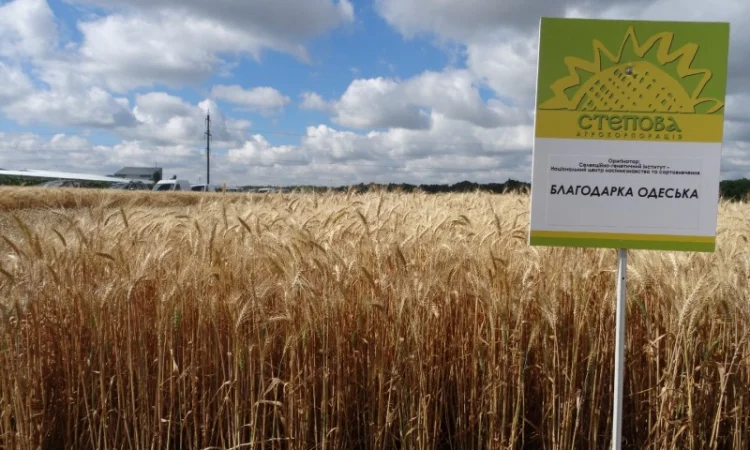 Продажа озимой пшеницы Благодарка Одеськая - фото № 1