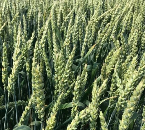 Насіння озимої пшениці ЮЛІЯ (СН-1 репродукція) в Днепре - фото № 1