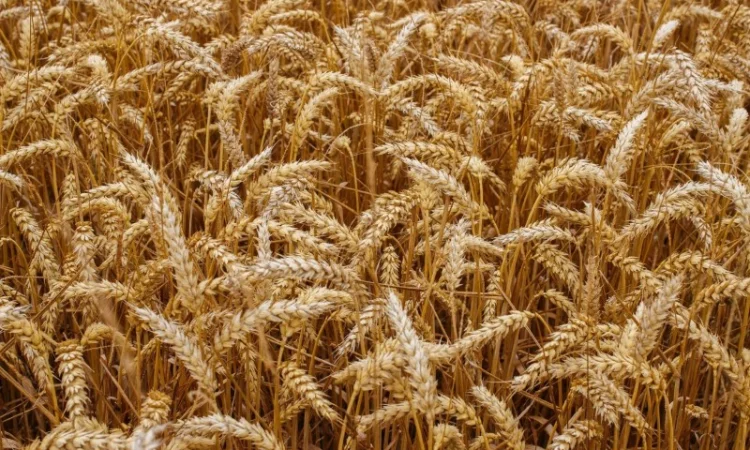 Насіння озимої пшениці СКАГЕН (СН-1/ еліта) в Днепре - фото № 1