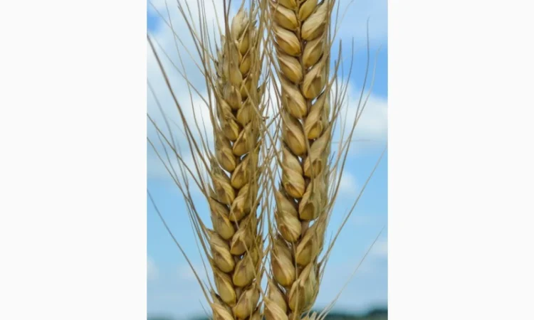 Насіння озимої пшениці Шестопалівка (еліта) - Днепр - фото № 1