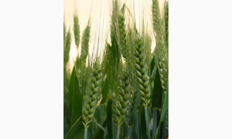 Продаю насіння озимої пшениці Фортеця - фото № 1