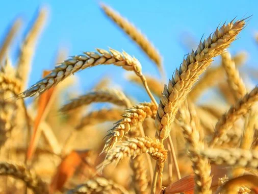 Продаю насіння озимої пшениці Сорріал Lidea France - фото № 1