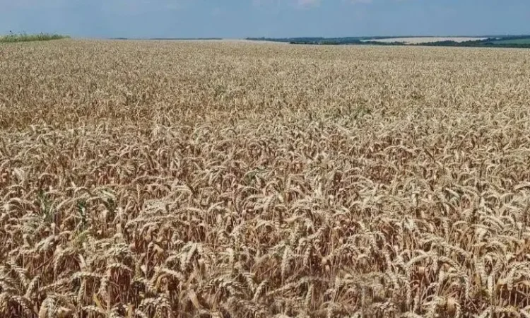 Посевной материал озимой пшеницы Viterra Seed Катарина - фото № 1