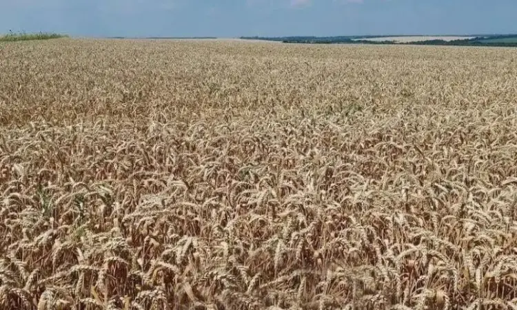 Посевной материал озимой пшеницы Viterra Seed Катарина - фото № 1