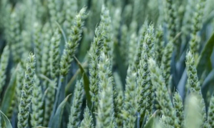 Продаж озимої пшениці сорту Скаген Еліта - фото № 1