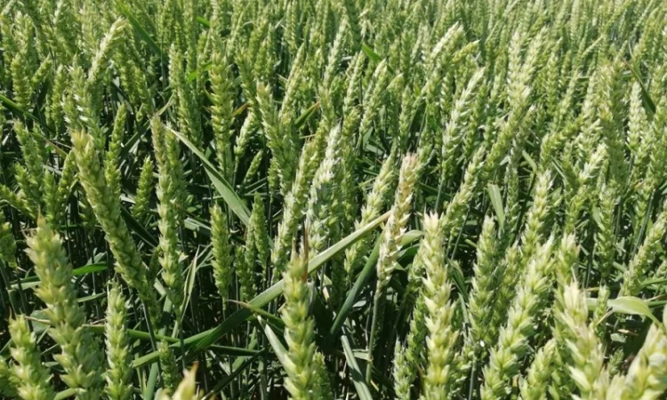 Продаж насіння озимої пшениці Lembke Леммі Еліта - фото № 1