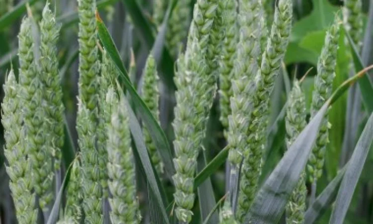 Насіння озимої пшениці Мулан Еліта - фото № 1