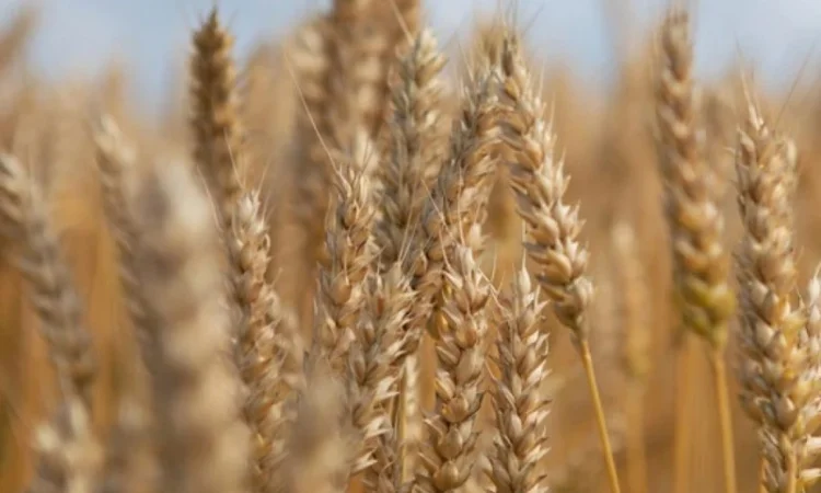 Пшеница остистая озимая Ультім на продажу - фото № 1