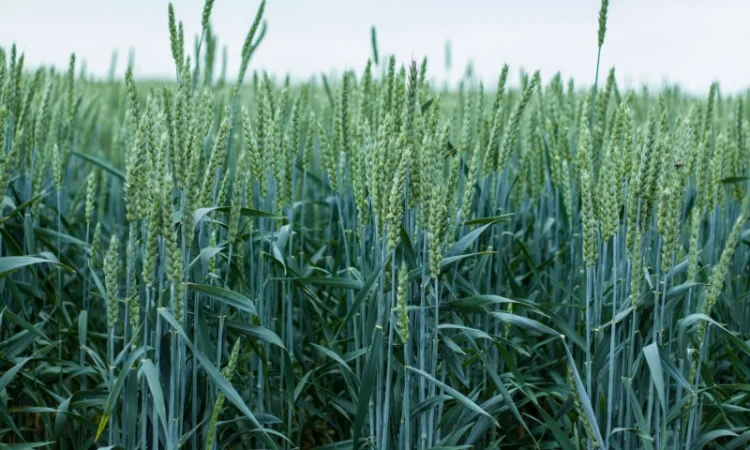 Пшеница озимая СКАГЕН Saaten Union для продажи - фото № 1