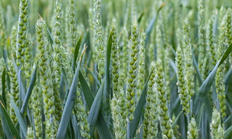 Насіння пшениці Мулан для продажу - фото № 1