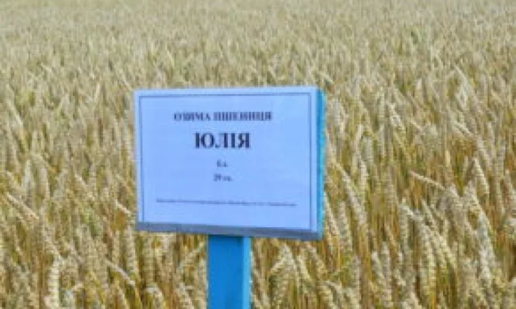 Насіння пшениці Selgen Юлія для продажу - фото № 1