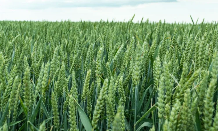 Насіння озимої пшениці Спенсер для високих врожаїв - фото № 1