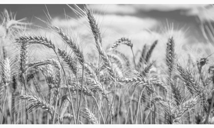 Постоянная закупка ФУРАЖНОЙ ПШЕНИЦЫ с самовывозом - фото № 1